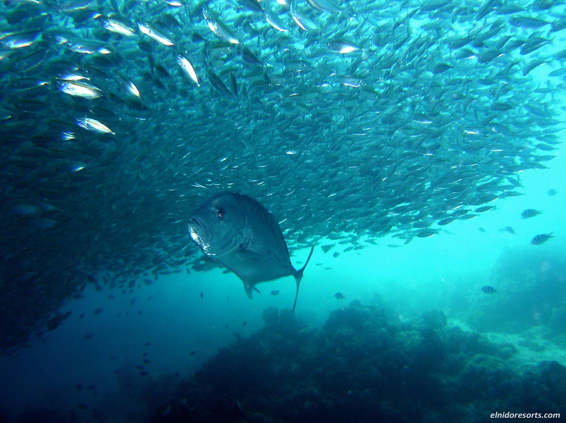 El Nido Resorts Pangulasian Island Eksteriør billede